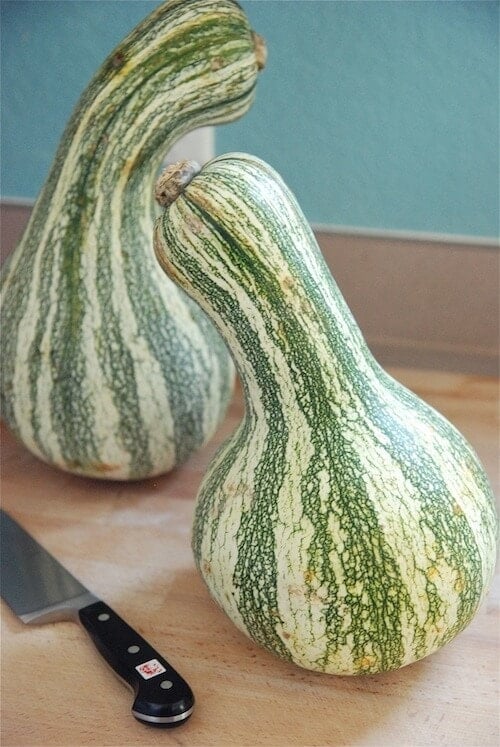 cushaw1