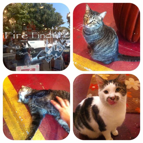 kittiesatfirefinch