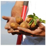press trip, potato, potatoes, harvest, idaho, idaho falls