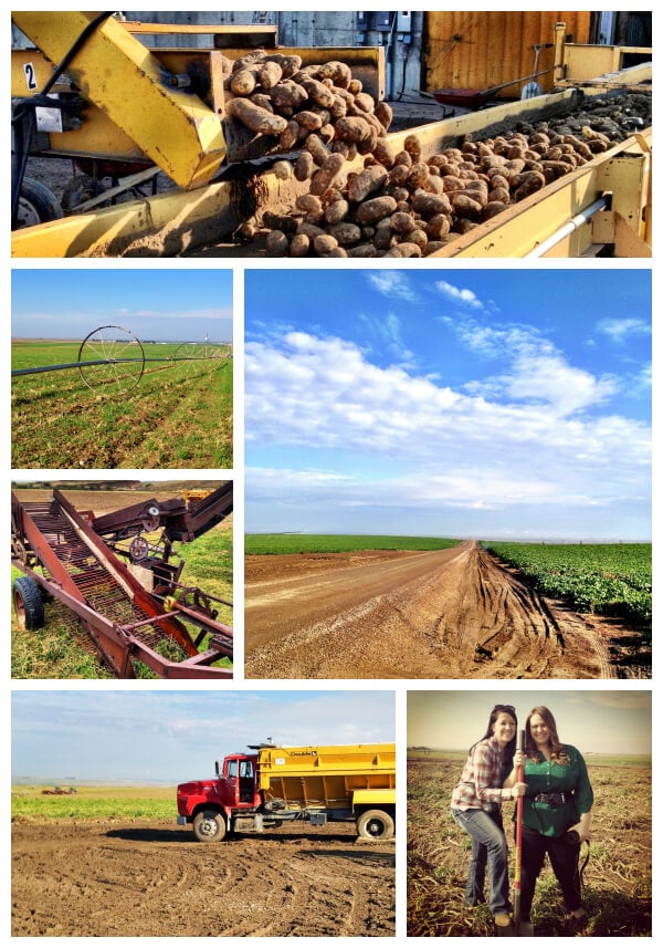 Idaho Potato Harvest 2012
