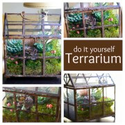 DIY Terrarium from www.thenovicechefblog.com