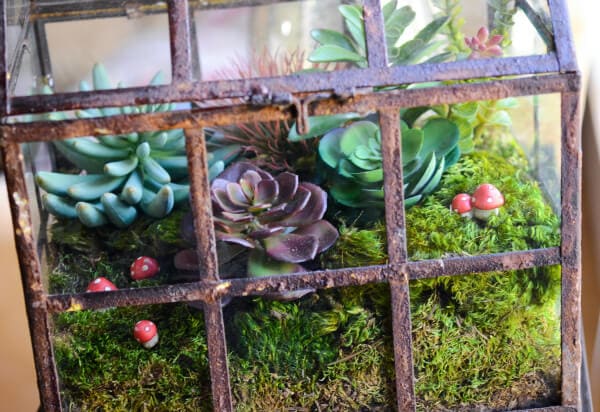 DIY Terrarium from www.thenovicechefblog.com