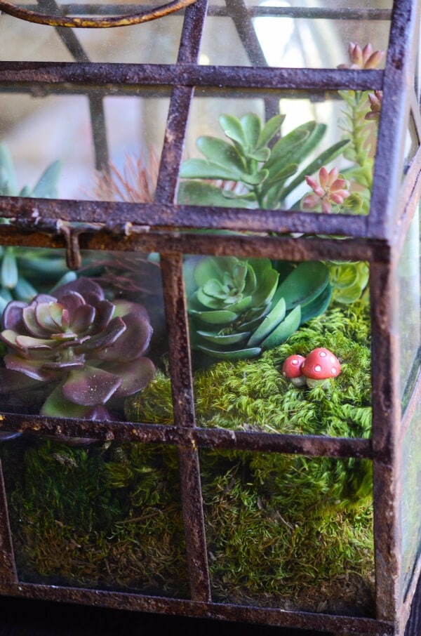 DIY Terrarium from www.thenovicechefblog.com