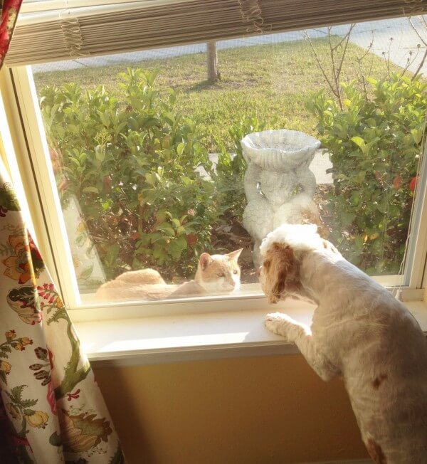 Kitty Visitor