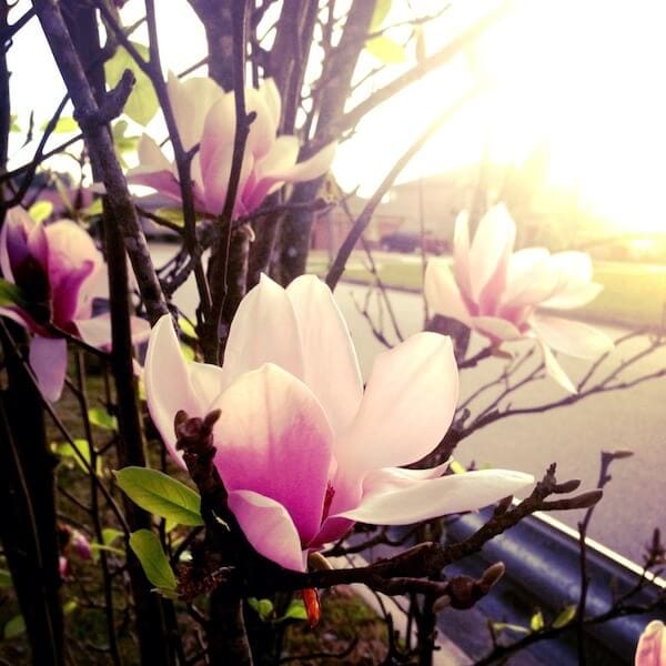 Spring in FL
